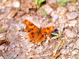 Comma (Polygonia c-album) (probably Polygonia c-album f. suffusa)