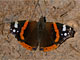 Admiral (Vanessa atalanta) sonnend auf Waldweg