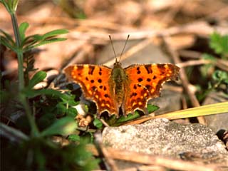 Überwinterter C-Falter (Polygonia c-album) auf Weg zwischen Autobahn und Wald