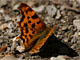 C-Falter (Polygonia c-album) an feuchtem Kies saugend