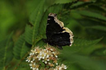 Ein Trauermantel (Nymphalis antiopa) an Fiederspiere saugend