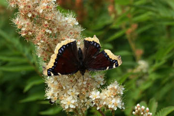 Ein Trauermantel (Nymphalis antiopa) an Fiederspiere saugend