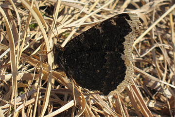 Überwinterter Trauermantel (Nymphalis antiopa) am Hassberg (Jeleni hora)