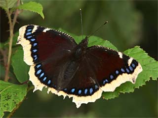 Trauermantel (Nymphalis antiopa)