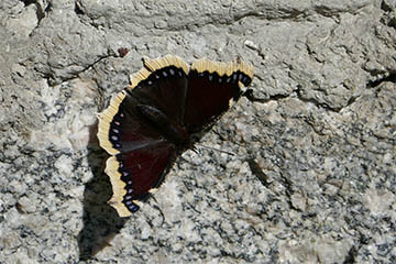 Sich sonnender Trauermantel (Nymphalis antiopa) auf einer Mauer