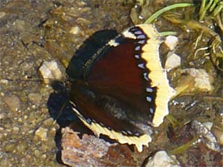 Trauermantel (Nymphalis antiopa) sonnend auf feuchtem Untergrund