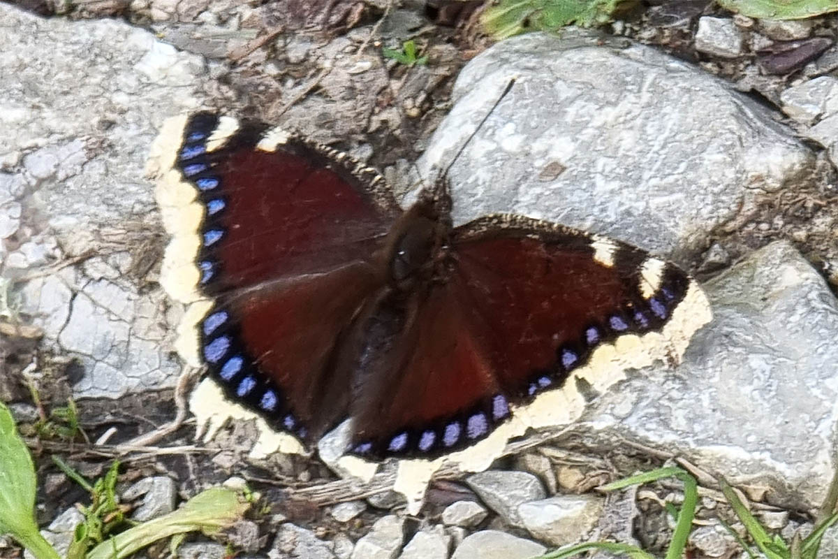 Überwinterter Trauermantel (Nymphalis antiopa) sonnend auf einem Weg