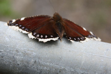 Nahaufnahme eines Trauermantels (Nymphalis antiopa) auf einem Absperrgitter eines Steinbruchs