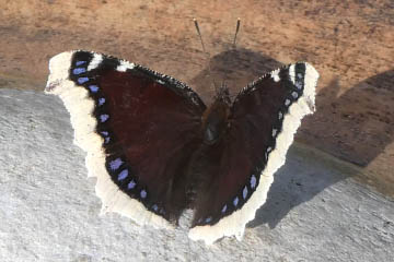 Ein Trauermantel (Nymphalis antiopa)