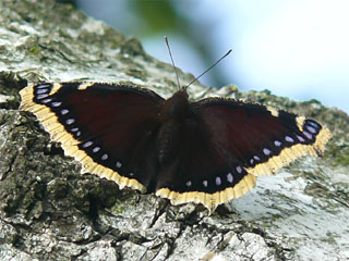 Trauermantel (Nymphalis antiopa)