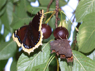 Ein Trauermantel (Nymphalis antiopa) saugt zusammen mit einem C-Falter (Polygonia c-album) an überreifen sauren Kirschen