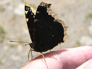 Ein Trauermantel (Nymphalis antiopa) auf der Hand des Fotografen