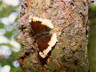 Ein Nymphalis antiopa f. hygiaea