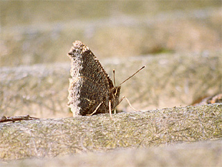 Unterseite eines Trauermantels (Nymphalis antiopa) (f. hygiaea)