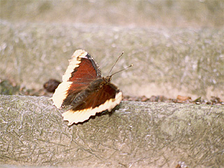 Ein Trauermantel (Nymphalis antiopa) (f. hygiaea)