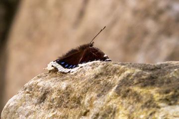 Überwinterter Trauermantel (Nymphalis antiopa) sonnend auf einem Felsen