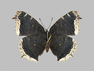 Nymphalis antiopa ssp. asopos