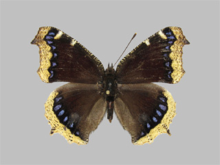 Nymphalis antiopa ssp. asopos