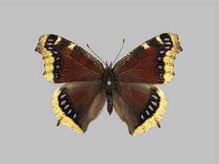 Nymphalis antiopa ssp. hyperborea