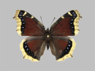 Nymphalis antiopa ssp. hyperborea