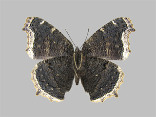 Nymphalis antiopa ssp. hyperborea