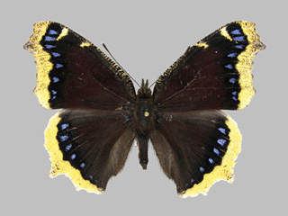 Nymphalis antiopa ssp. antiopa