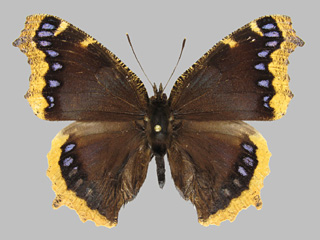 Nymphalis antiopa ssp. lintnerii