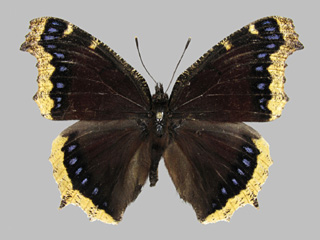 Nymphalis antiopa ssp. lintnerii