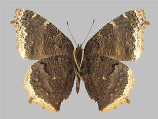 Nymphalis antiopa ssp. lintnerii