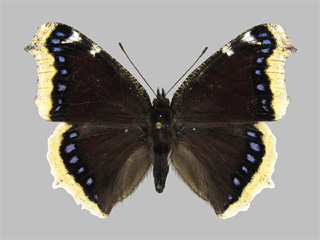 Nymphalis antiopa ssp. antiopa