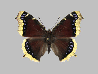 Nymphalis antiopa ssp. antiopa