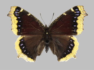 Nymphalis antiopa ssp. lintnerii