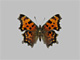 Polygonia faunus