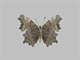 Polygonia faunus (leg. Mike Leski) [45,5 mm, Weibchen]; Fundort: Nord-du-Québec, Kanada (11. August 2009, 12:34 Uhr); Fotograf: Norbert Kondla (2009)