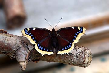 Trauermantel (Nymphalis antiopa)