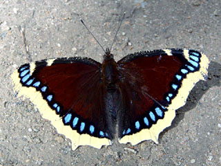 Camberwell Beauty (Nymphalis antiopa) putting out in the sun on a woodland path