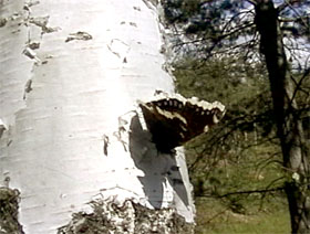 Hibernated Camberwell Beauty (Nymphalis antiopa) on Silver Birch (Betula pendula)