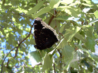 Trauermantel (Nymphalis antiopa)