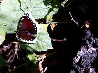 Trauermantel (Nymphalis antiopa) und Hornisse (Vespa crabro)