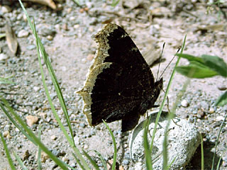 Trauermantel (Nymphalis antiopa)