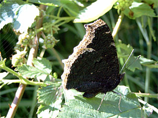 Trauermantel (Nymphalis antiopa) auf einem Brombeerblatt