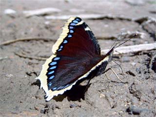 Trauermantel (Nymphalis antiopa) an feuchter Erde saugend