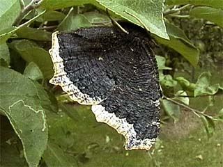 Camberwell Beauty (Nymphalis antiopa) hanging under a leaf