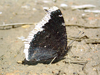 Camberwell Beauty (Nymphalis antiopa) sucking on soil