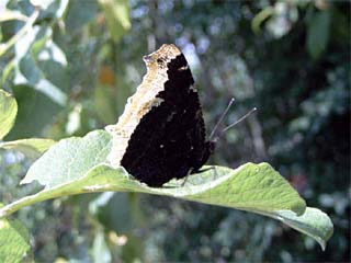 Trauermantel (Nymphalis antiopa) auf einem Blatt sitzend