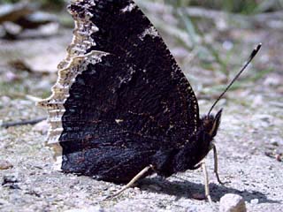 Camberwell Beauty (Nymphalis antiopa) resting on a woodland path