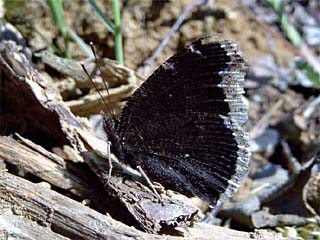 Hibernated Camberwell Beauty (Nymphalis antiopa)