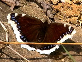 Hibernated Camberwell Beauty (Nymphalis antiopa)