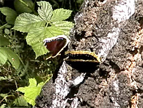 Zwei Trauermäntel (Nymphalis antiopa) an einer blutenden Hänge-Birke (Betula pendula)