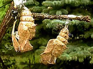 Camberwell Beauty (Nymphalis antiopa) abandoned chrysalis skin